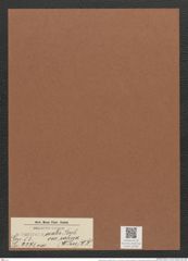 Surirella ovalis var. salina (W. Sm.) W. H. (de-Toni-Nr.: Genus 53, Species 2271) Zeichnungen Sammlung Grunow Mappe 02484 (Herbarium_W_Grunow_drawings_Folder_02484)